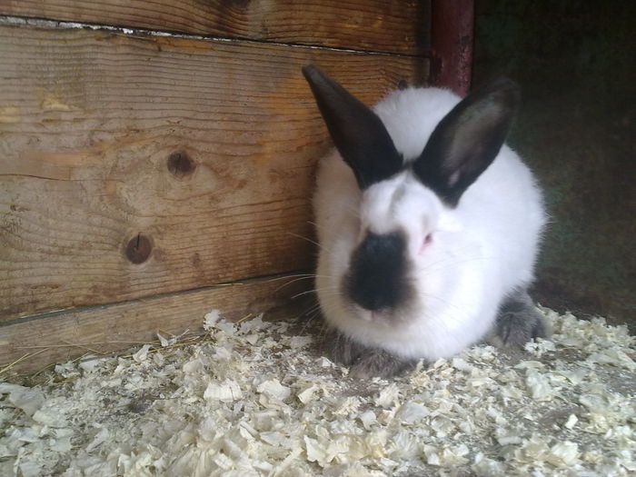  - A-IEPURI TINERET CALIFORNIAN