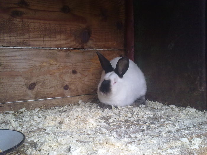  - A-IEPURI TINERET CALIFORNIAN