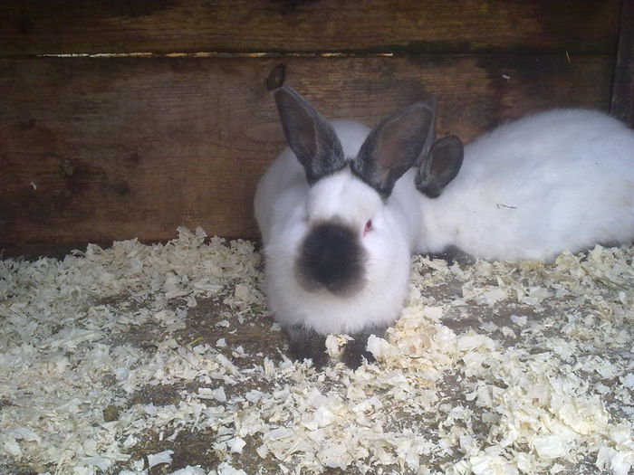  - A-IEPURI TINERET CALIFORNIAN