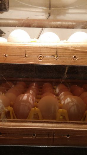 20150327_204304 - Incubator automat - home made