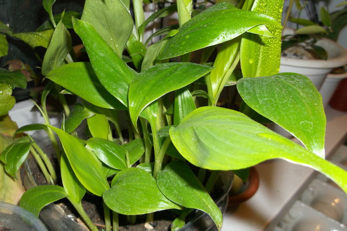 Au ajuns deja la 20 cm