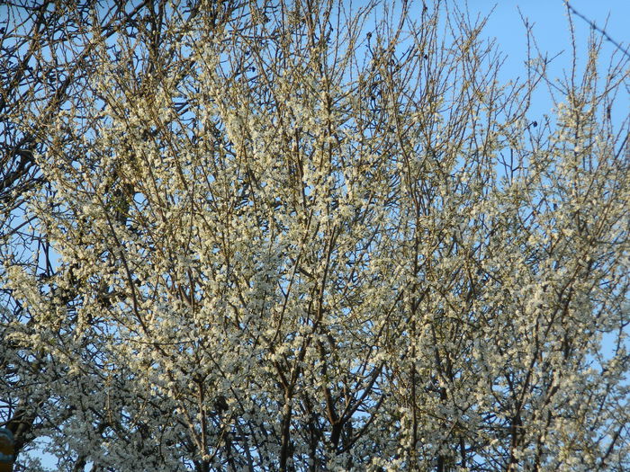 DSCN2584