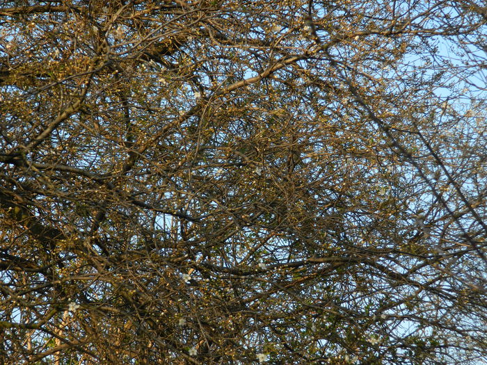 DSCN2611