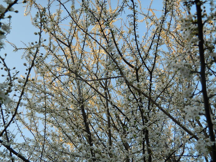 DSCN2629 - 2015_MARTIE_2