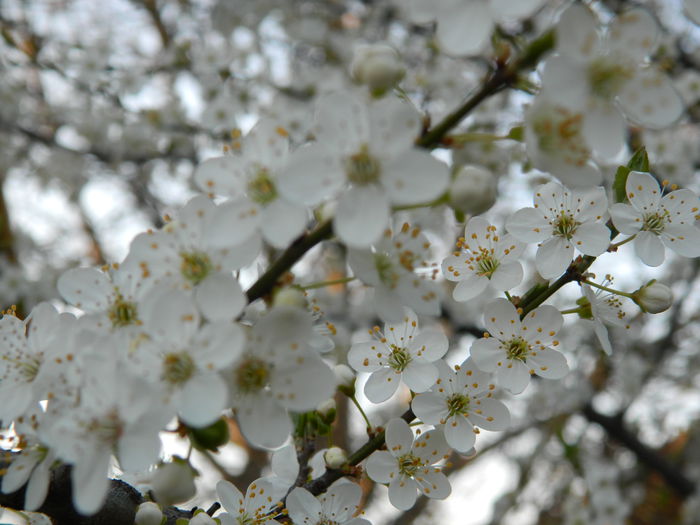 DSCN2634 - 2015_MARTIE_2