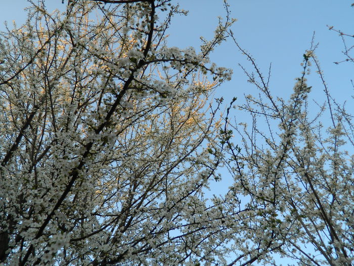 DSCN2635 - 2015_MARTIE_2
