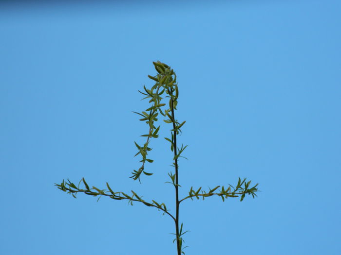 DSCN2651 - 2015_MARTIE_2
