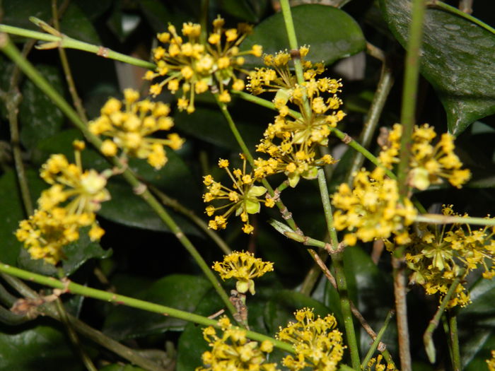 DSCN2661 - 2015_MARTIE_2
