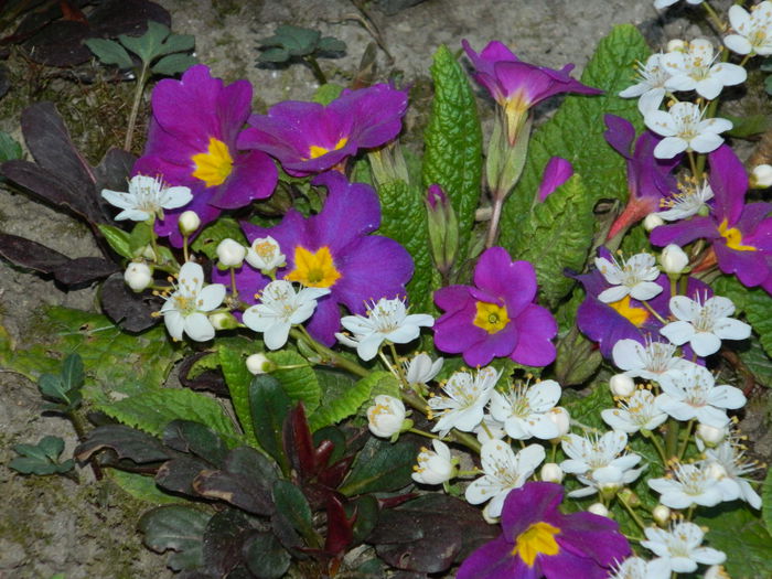 DSCN2672 - 2015_MARTIE_2