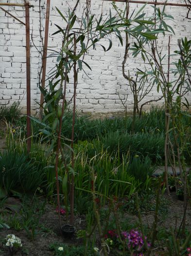 DSCN2687 - 2015_MARTIE_2