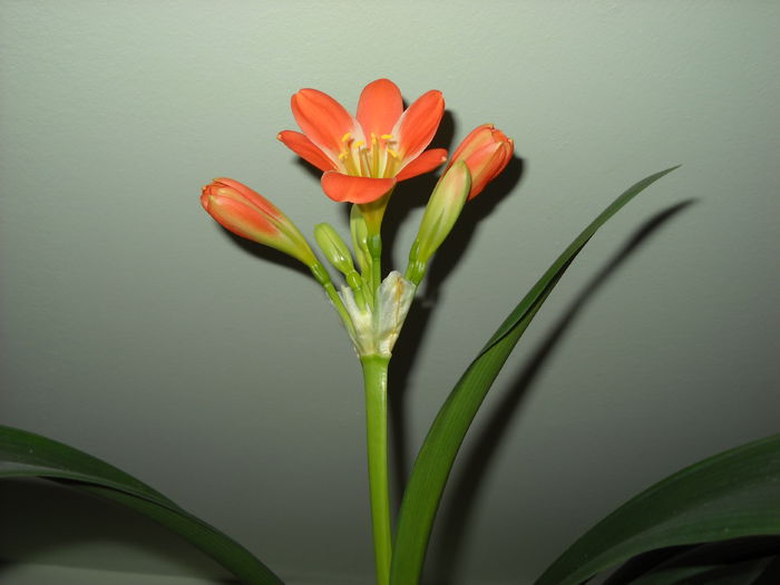 25.03.015 - Clivia