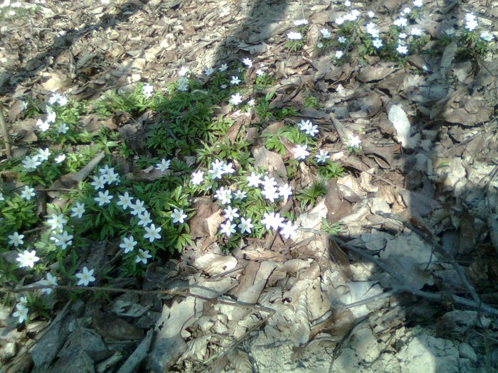 FLOAREA...