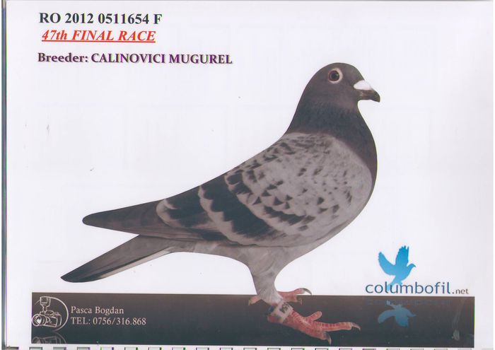 calinovici-mugurel-ro511654-m-47-finala-romanian-grand-prix-fci-em-feb14-01-04-3 - Porumbei matca