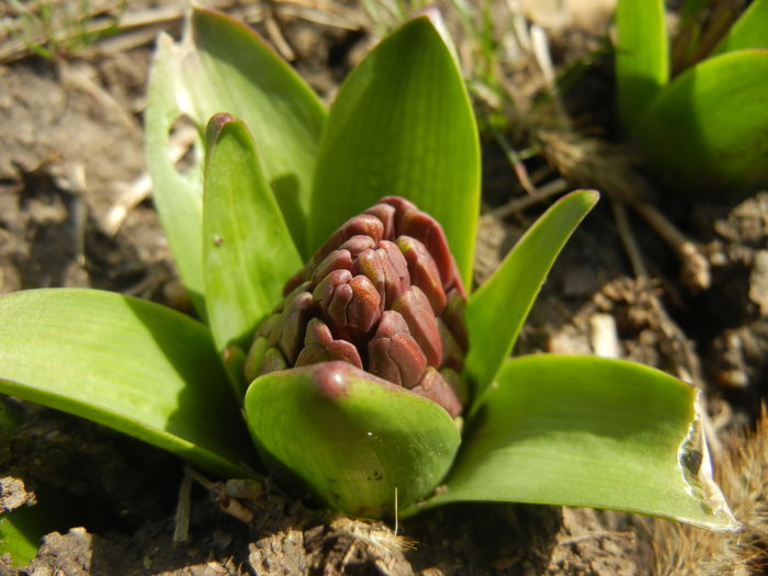 Hyacinth Purple Sensation (2015, Mar.16)