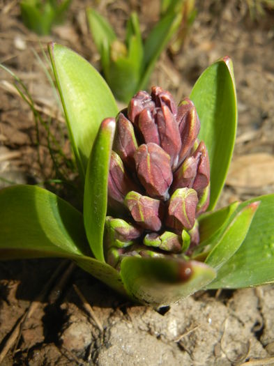 Hyacinth Purple Sensation (2015, Mar.25)