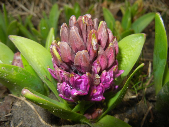 Hyacinth Purple Sensation (2015, Mar.27)