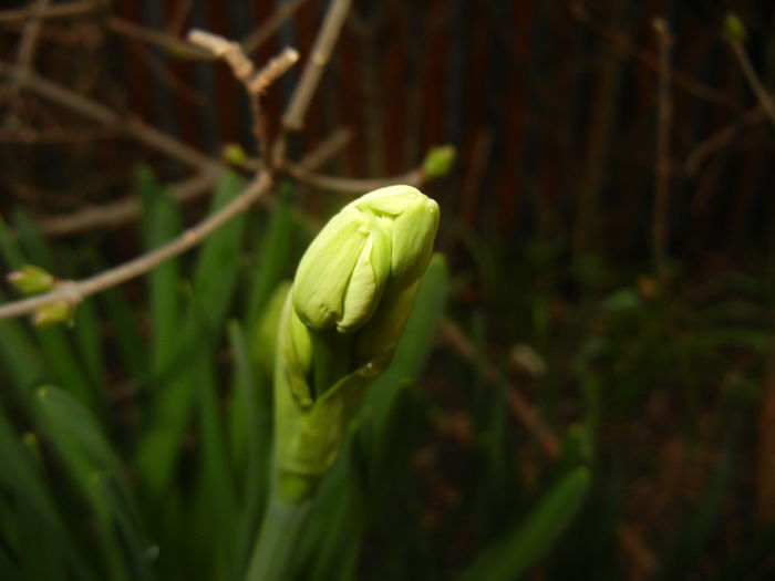 Narcissus Geranium (2015, March 27)