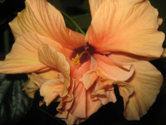 Picture My plants 2512