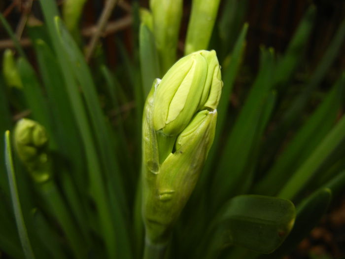 Narcissus Geranium (2015, March 27)