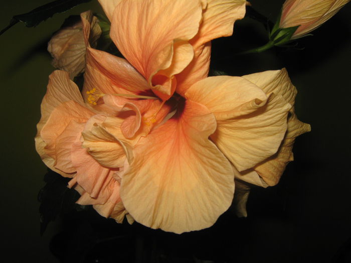 Picture My plants 2514