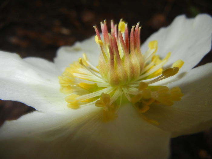 Helleborus Niger (2015, March 27) - HELLEBORUS Niger