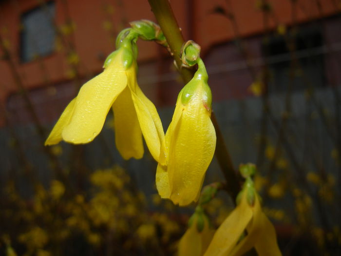 Forsythia x intermedia (2015, March 27)