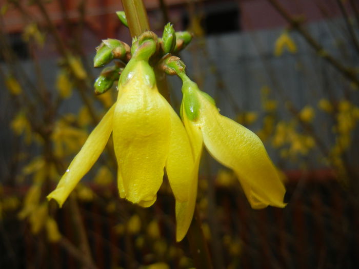 Forsythia x intermedia (2015, March 27) - FORSYTHIA x Intermedia