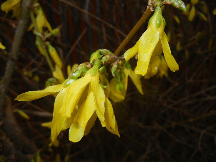 Forsythia x intermedia (2015, March 27)