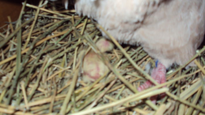 un mormoloc de 1 zi :)); celalalt ou a fost limpede
