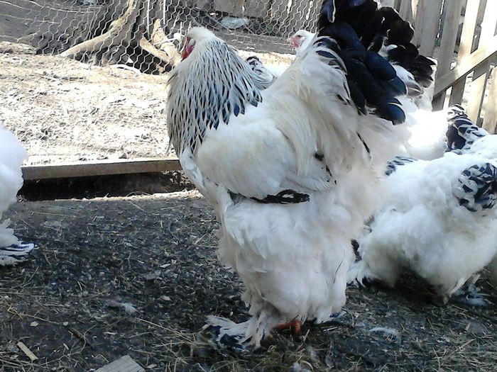 DSC_0560 - BRAHMA 2015