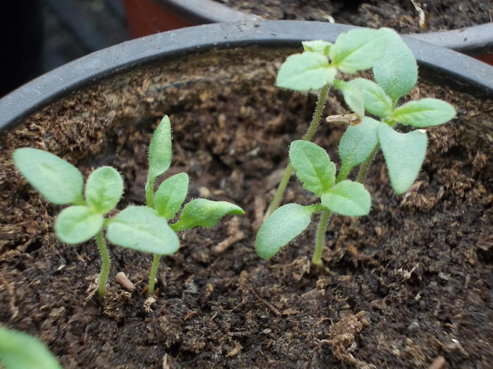 Verbena Compact Mixed