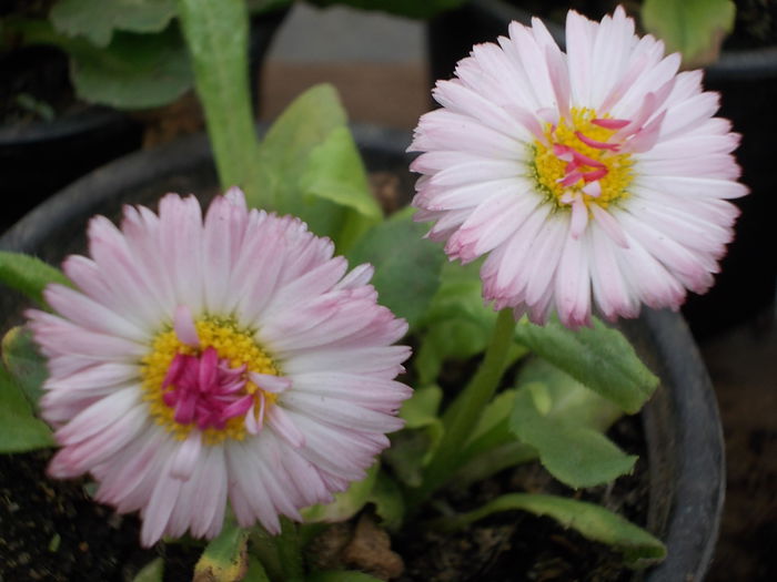 bellis perennis 02 - Primavara 2o15