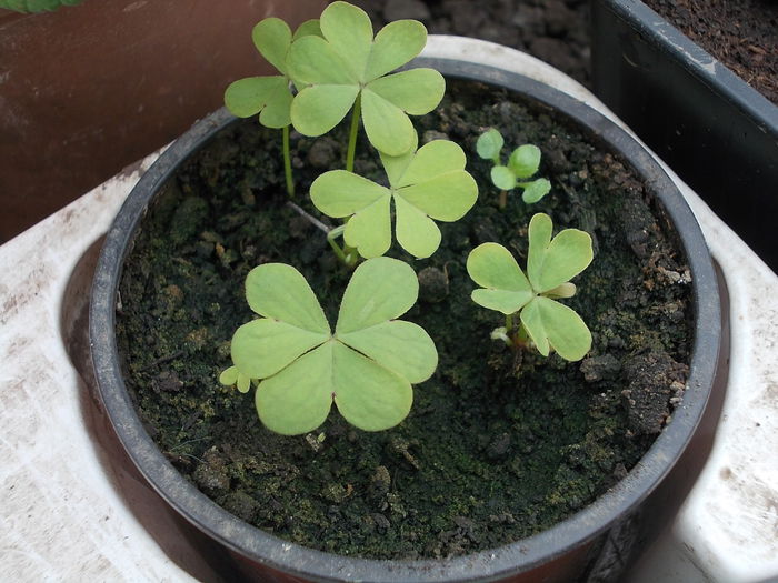 Oxalis - Plante