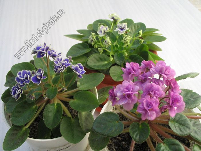 Saintpaulia  grup mini 1 - VIOLETE AFRICANE  - Saintpaulia