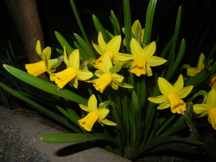 Narcissus Tete-a-Tete (2015, March 26)