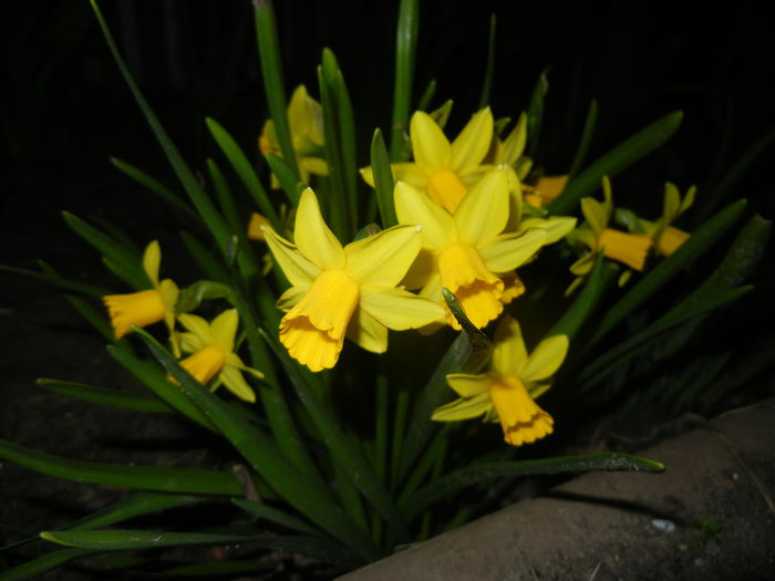 Narcissus Tete-a-Tete (2015, March 26)