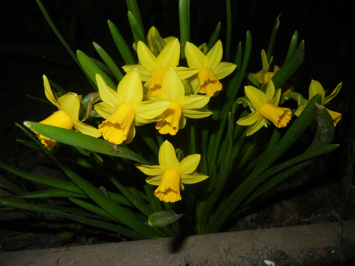 Narcissus Tete-a-Tete (2015, March 26)