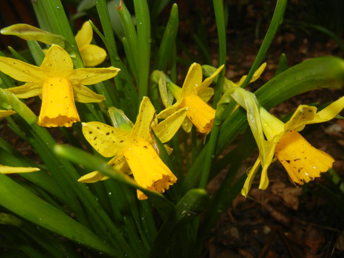 Narcissus Tete-a-Tete (2015, March 27)