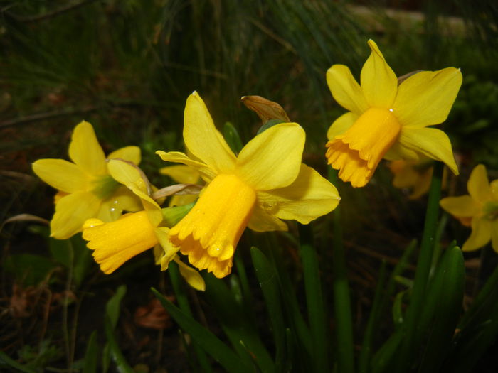 Narcissus Tete-a-Tete (2015, March 27)