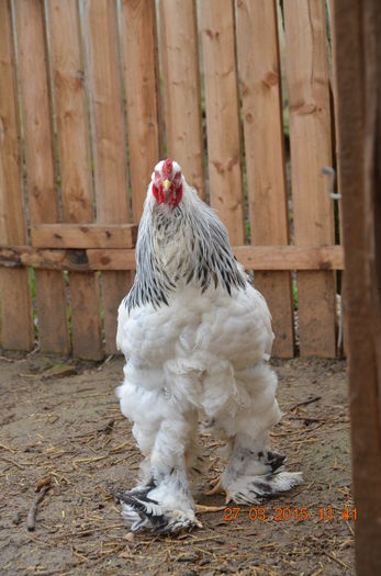 DSC_0925; cocos ungaria
