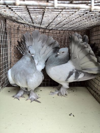 pereche germania - 3 VOLTATI INDIENI