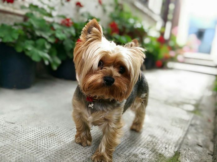 ATT_1427553992499_IMG-20141119-WA0000 - Yorkshire Terrier poze