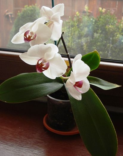 final de martie (1) - b 2015 - in interior