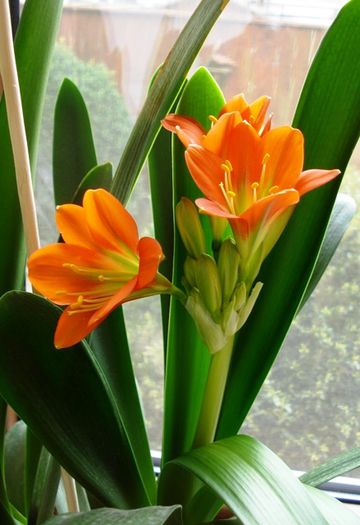 final de martie (2) - b 2015 - in interior