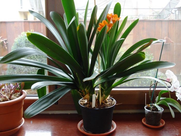 final de martie (3) - b 2015 - in interior