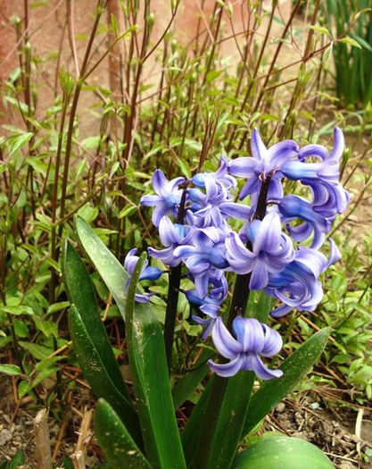 alte semne de primavara (3)