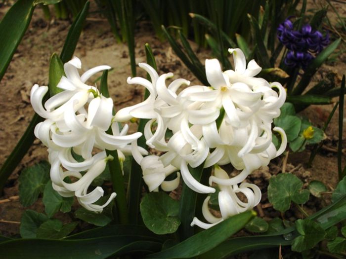 alte semne de primavara (5)