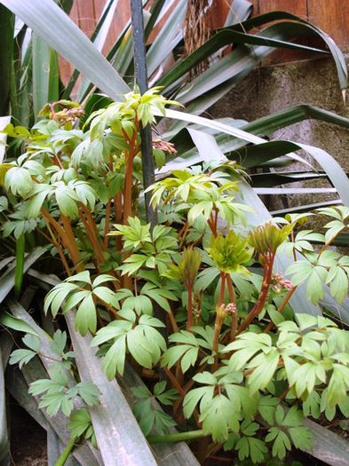 alte semne de primavara (9)