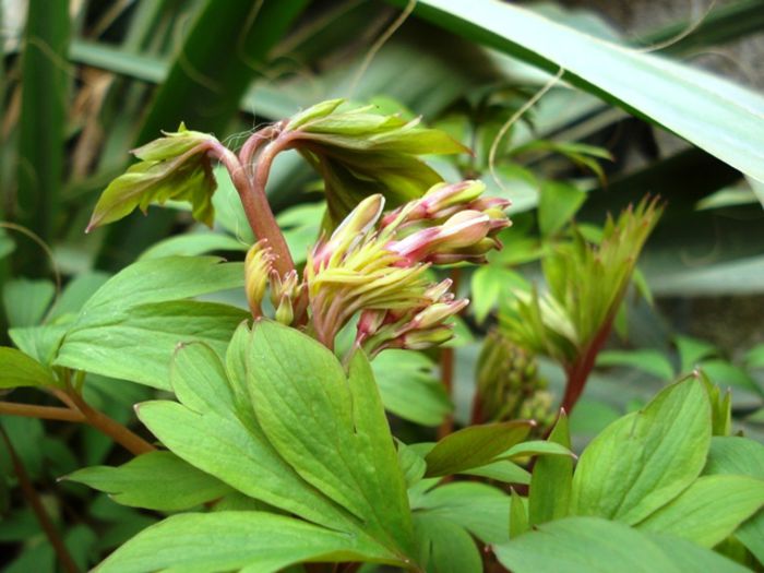 alte semne de primavara (10)