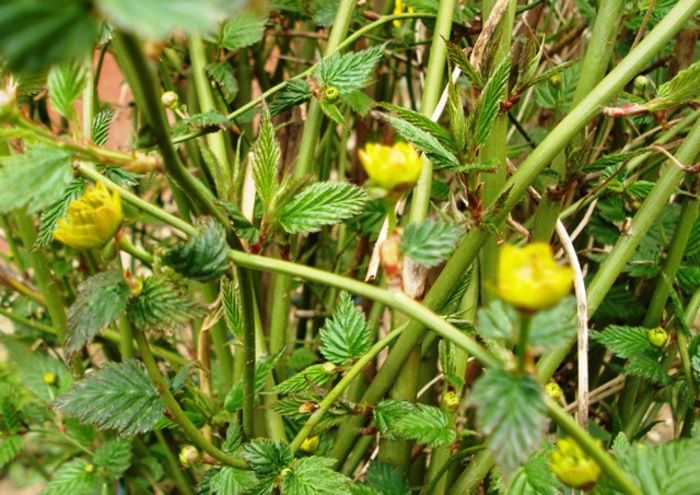 alte semne de primavara (11)